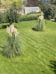 a yard with green grass with two tall plants at Къща Бети самостоятелни апартаменти с двор край Пловдив in Skutare