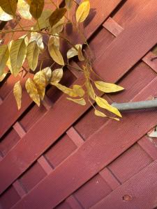 a branch of leaves on a red roof at My cosy space in Spa