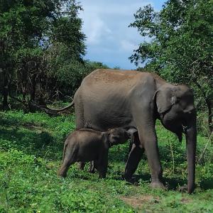 a baby elephant walking next to an adult elephant at Gramatic Cottage Udawalawe in Udawalawe