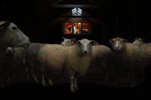 a group of sheep standing in a dark room at Unik fjøsleilighet in Levanger