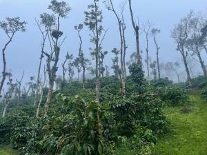 a group of trees and bushes in a field at Coffee Mist Retreat in Hanbalu