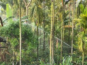 a forest of palm trees in a rainforest at Coffee Mist Retreat in Hanbalu
