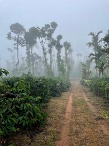 a dirt road in the middle of a banana plantation at Coffee Mist Retreat in Hanbalu