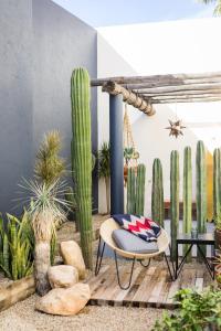 a room with cacti and a chair in a room at Outsite Los Cabos - Entire 4-Bedroom Home in San José del Cabo