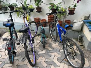 three bikes parked next to a wall with potted plants at Dinu Lanka Resort in Katunayaka