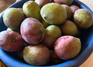 a blue bowl filled with red and green fruit at Bibi Cosy Cottage in Moshi