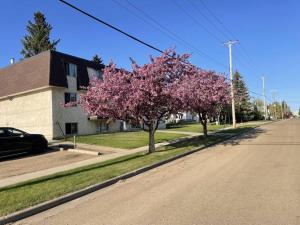 a tree with pink flowers on a street at One Bedroom Main floor Apartment in Camrose