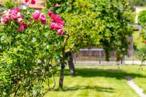 ein Busch mit rosa Blüten in einem Garten in der Unterkunft Ferienhaus Andersson in Klütz
