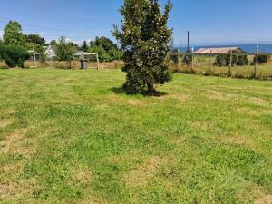 a tree in the middle of a grass field at cabañas cubero in Gualaihue +3 photos
