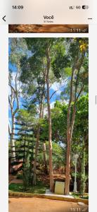 a picture of a painting of a forest of trees at Sítio monte alegre in Sobral