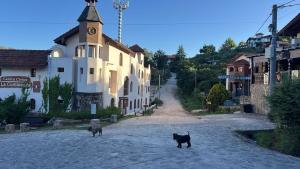 two cats standing in the middle of a street at Willert hauss in La Cumbrecita