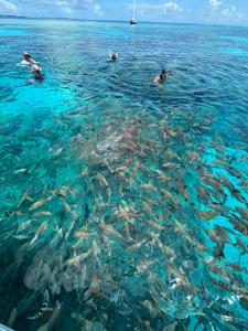 a group of people swimming in the ocean with fish at Dream lodge in Rangiroa