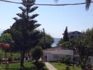 a large pine tree in a yard with a house at Vontzos Hotel in Achladies