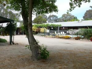 a tree in the middle of a yard with a building at Milawa Motel in Milawa