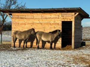 two horses standing in front of a barn at Chata Smarzewo in Smętowo