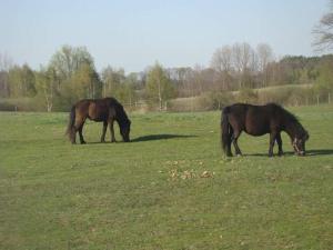 two horses grazing in a field of grass at Gospodarstwo Agroturystyczne Leśna Polanka in Gietrzwałd
