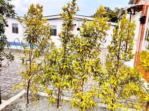 two small trees in front of a white building at Rossaliya Cottage in Taiping