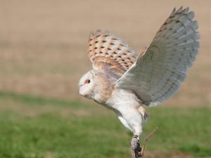a large bird with its wings open on a plant at Falcons Nest in Woodhurst