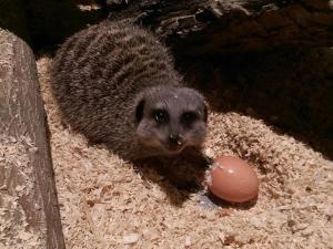 a hedgehog playing with a toy in the dirt at Falcons Nest in Woodhurst