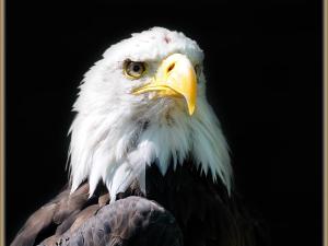 an eagle is looking at the camera with its at Falcons Nest in Woodhurst