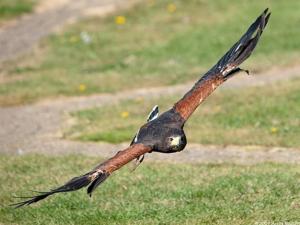a bird flying in the air with a stick in its mouth at Falcons Nest in Woodhurst
