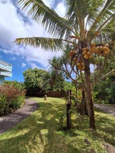 a palm tree with a bunch of bananas on it at Le four à pain in Saint-Philippe