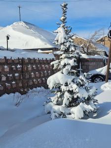 a snow covered christmas tree in a yard at For Family in Aparan