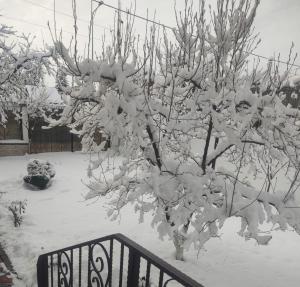 a tree covered in snow next to a fence at Casa Narciselor in Râşnov
