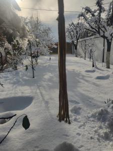 a snow covered street with trees and a tree trunk at Casa Narciselor in Râşnov