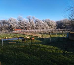 a group of horses in a field behind a fence at La Barre Tiny Haus im Weinberg in Chalais +10 photos