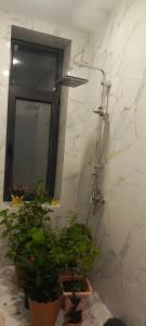 a bathroom with a mirror and a plant at Shahdag A-Frame in Qusar