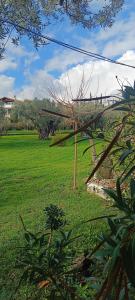 a tree in the middle of a field of grass at Villa Eleonas in Makri