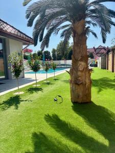 a palm tree sitting in the middle of a yard at Apartament Aqua Mazury z jacuzzi in Ełk