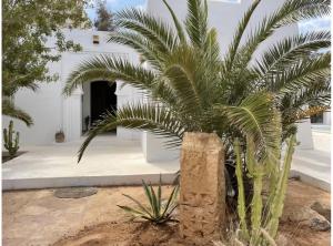 a palm tree in front of a white building at Dar Néliah Djerba in Djerba