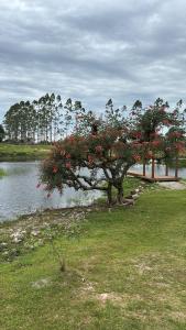 a tree with red flowers on it next to a body of water at Camping Fazenda Serramar in Palhoça +8 photos