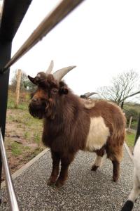 a brown goat with horns standing on a road at Galactic getaways PLUTO in Prestatyn