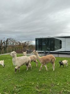 a group of sheep walking in a field at Galactic getaways JUPITER in Prestatyn