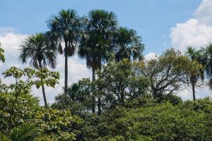 a group of palm trees on top of trees at Hotel Campestre Cinco Estrellas in Villavicencio