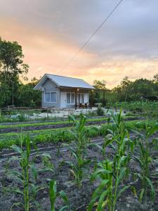 a house in the middle of a field of crops at Arkana Huis in Perawas +28 photos