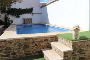 a white dog sitting next to a swimming pool at Casa Rural Eufemia in Arenales de San Gregorio