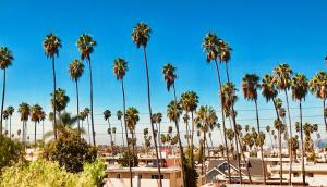 a group of palm trees in a city at The Olympic Suites LA in Los Angeles