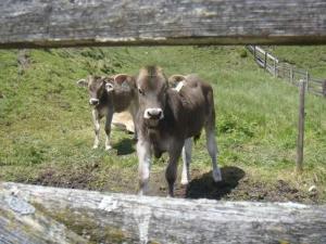two cows standing in a field near a fence at Lippenhof in Leutasch