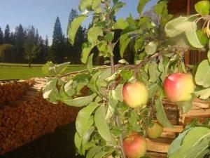 a tree with apples growing on it in a garden at Lippenhof in Leutasch