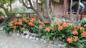 a bunch of orange flowers in a garden at Timber and Tide in Cannon Rocks +5 photos