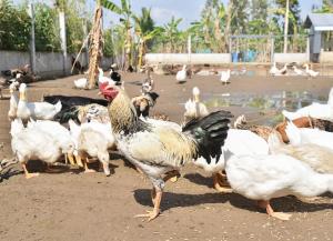 a group of chickens standing in a dirt field at Mekongdelta in Can Tho +12 photos