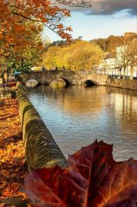 a bridge over a river with a leaf on the ground at This is the Place in Ballinrobe