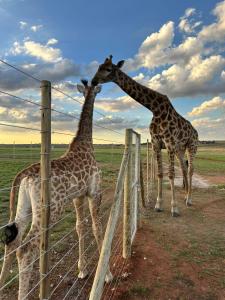 two giraffes are standing next to a fence at Riverside Farm in eMalahleni