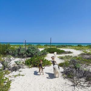 three dogs are walking on the beach at Container House in Sisal