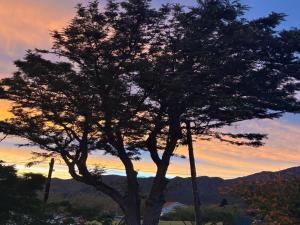 a tree with the sunset in the background at Fig Tree in Montagu