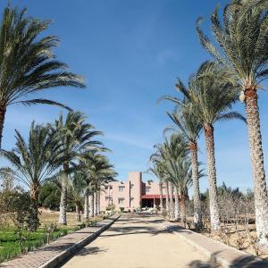 a road lined with palm trees in front of a building at Dar Elferdaous in Al Medou